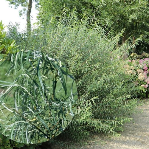 Salix rosmarinifolia - Hundipaju C2/2L
