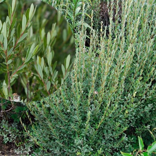 Salix repens - Liivpaju C5/5L