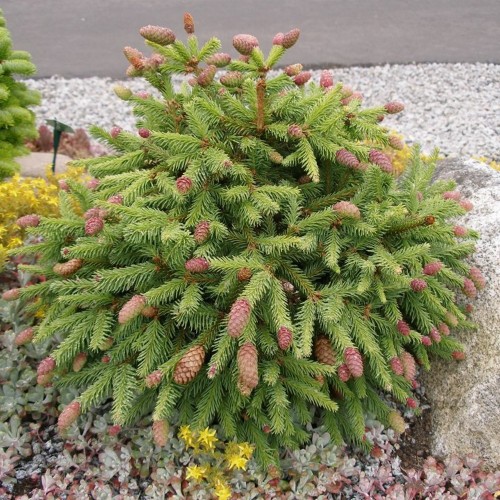 Picea abies 'Pusch' - Harilik kuusk 'Pusch' C2/2L