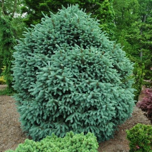 Picea engelmannii 'Compact' - Engelmanni kuusk 'Compact' C2/2L