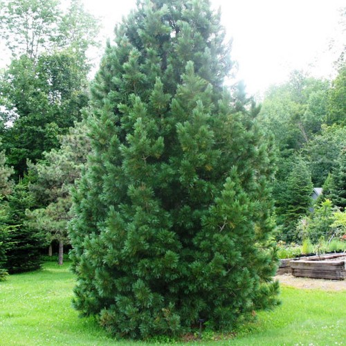 Pinus peuce - Rumeelia mänd C5/5L
