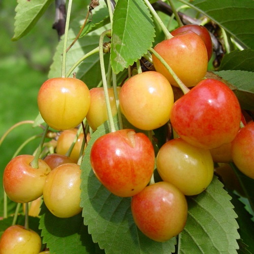 Prunus avium 'Dönisseni Kollane' - Magus kirsipuu 'Dönisseni Kollane' C6/6L