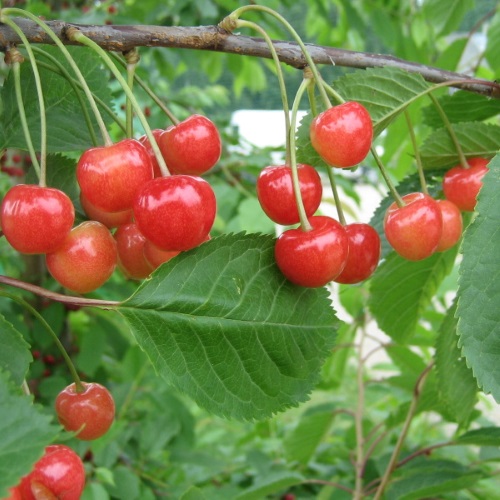 Prunus avium 'Madissoni Roosa' - Magus kirsipuu 'Madissoni Roosa' C6/6L