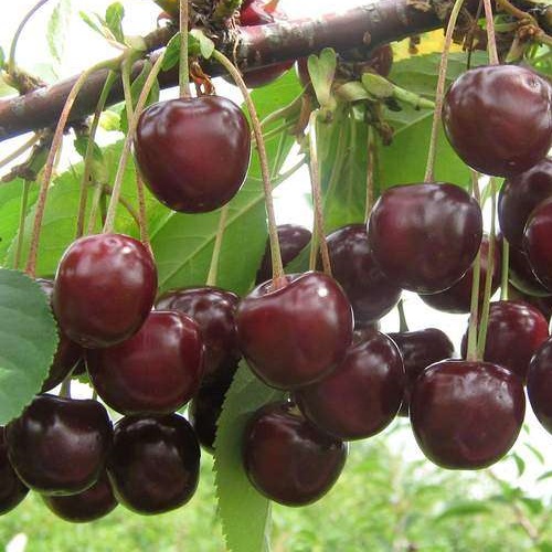 Prunus cerasus 'Šokoladnitsa' - Hapu kirsipuu 'Šokoladnitsa' C6/6L