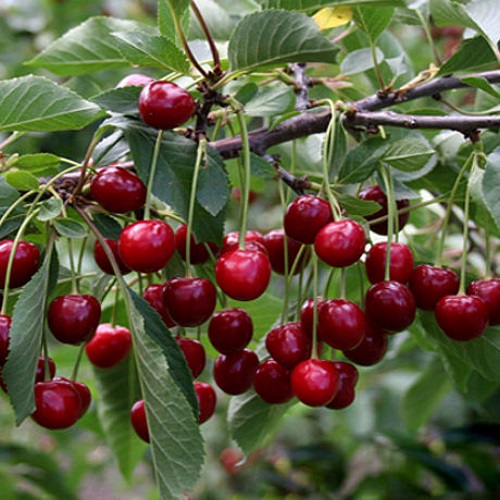 Prunus cerasus 'Turgenevka' - Hapu kirsipuu 'Turgenevka' C7/7L