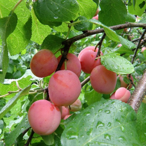 Prunus domestica 'Emma Leppermann' - Aed-ploomipuu 'Emma Leppermann' С6/6L