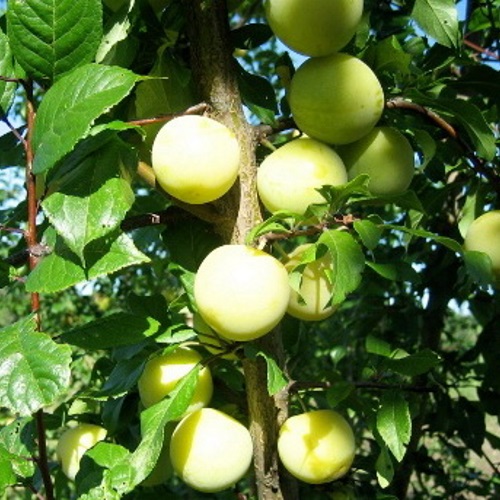Prunus domestica 'Mara' - Aed-ploomipuu 'Mara' C6/6L