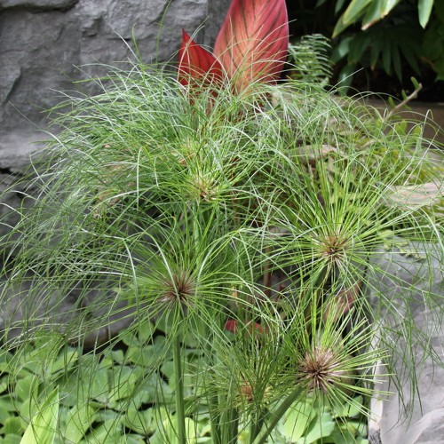 Cyperus papyrus - Papüüruse-lõikhein P13/1L 