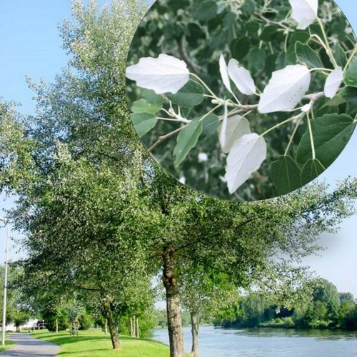 Populus alba - Hõbehaab C5/5L