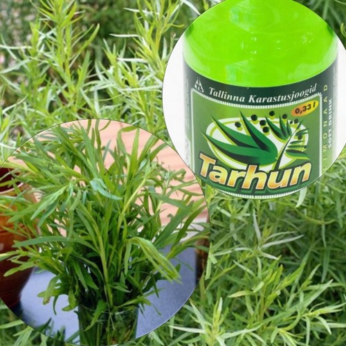 Artemisia dracunculus - Estragonpuju C1,5/1,5L