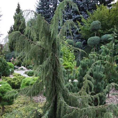 Juniperus communis 'Horstmann' - Harilik kadakas 'Horstmann'