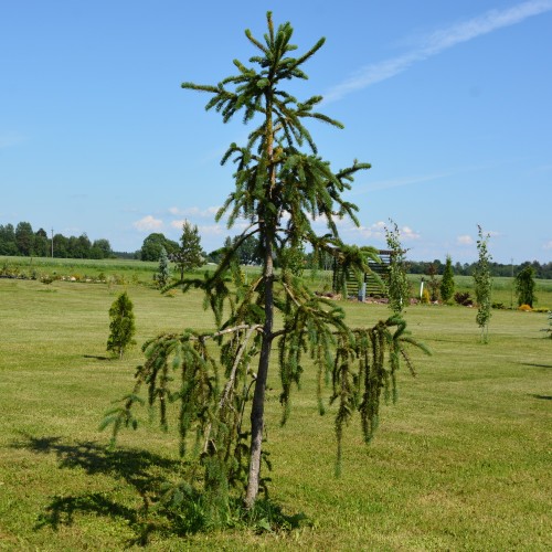 Picea abies 'Virgata' - Harilik kuusk 'Virgata' C5/5L