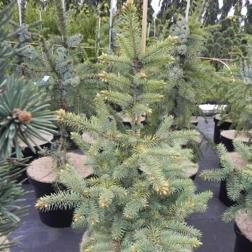 Picea pungens 'Sharp Cheddar' - Torkav kuusk 'Sharp Cheddar' C5/5L