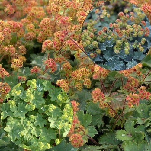 Alchemilla erythropoda - Punaraag-kortsleht