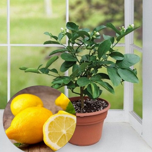 Citrus limon - Sidrunipuu P12/0,80L