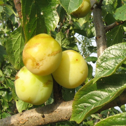 Prunus domestica 'Oullinsi Renklood' - Aed-ploomipuu 'Oullinsi Renklood'